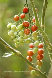 Image du Maroc Professionnelle de  Avec l'introduction des cultures sous abris serres, la région de Dakhla est devenue en très peu de temps célèbre pour ces productions de fruits et légumes destinés à l’export.  Sous d’immenses serres, la production des tomates en grappes bénéficie d’un climat phénoménalement ensoleillé, tempéré et régulier, Mardi 21 Novembre 2006. (Photo / Abdeljalil Bounhar)